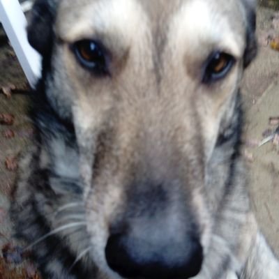 Schäferhund-Husky-Mix und 2 Katzen, 
7 Enkelkinder. Gegen Kinderschänder,Tierquäler,Nazis.