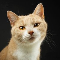 Viiru The Cat & Kismet ☮️🇺🇦 (@kissanelamaa) 's Twitter Profile Photo Viiru The Cat & Kismet ☮️🇺🇦 (@kissanelamaa) 's Twitter Profile Photo