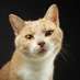 Viiru The Cat & Kismet ☮️🇺🇦 (@kissanelamaa) Twitter profile photo Viiru The Cat & Kismet ☮️🇺🇦 (@kissanelamaa) Twitter profile photo