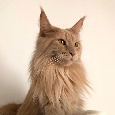 2019年6月3日からMimiと暮らしてます♡ 2017年10月8日生まれのお姫様。 飼い主の仕事の一部→https://t.co/wK9jGA3v5i onSale! ほぼ猫垢。無言フォロー歓迎!フォロバは超気まぐれ。無断転載禁止