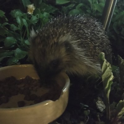 BeaPotter19's profile picture. Love #Wildlife #Nature #Gardening #Crafts. And #Creative (and good, kind, positive) people. No politics, lists or DM’s in this quiet space please. 😉