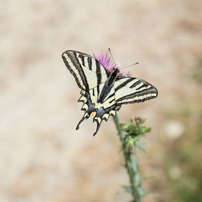 🐝 Wildlife sightings from Dorset & beyond especially #Butterflies : Transect walker : Membership Secretary @BC_Dorset : European Butterfly Group member 🦋