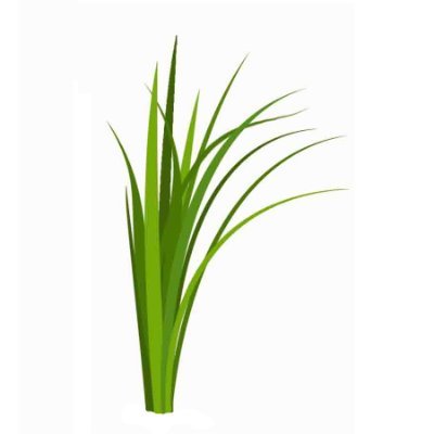 NorthernGrass Profile Picture