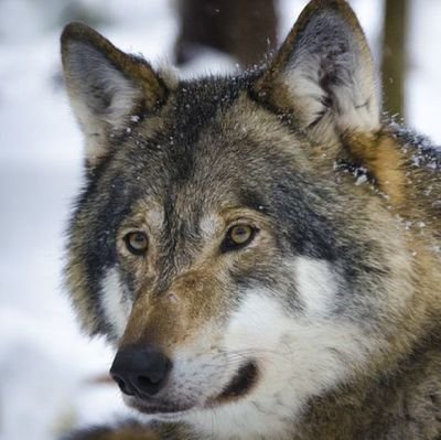 狼犬リヴァルンさんのプロフィール画像