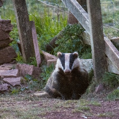 Branch of Scottish Badgers, helping to promote the conservation and protection of badgers and their setts in the Scottish Borders.