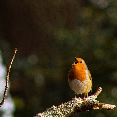 Ferrets__'s profile picture. Hobbyist photographer, professional Geophysicist