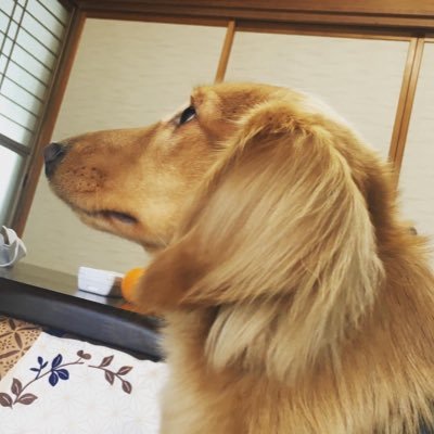 kmatiiy's profile picture. 米農家/精神保健福祉/リバ剣/Fate・FGO /ミリタリー/模型/犬/神社仏閣/日本の歴史/わしゃがな