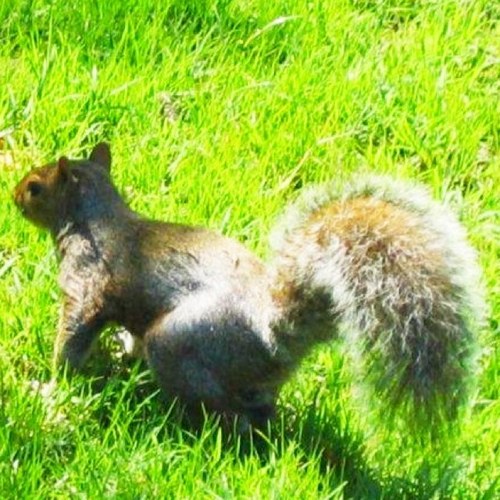 SquirreliT's profile picture. WARNING: may contain traces of nuts