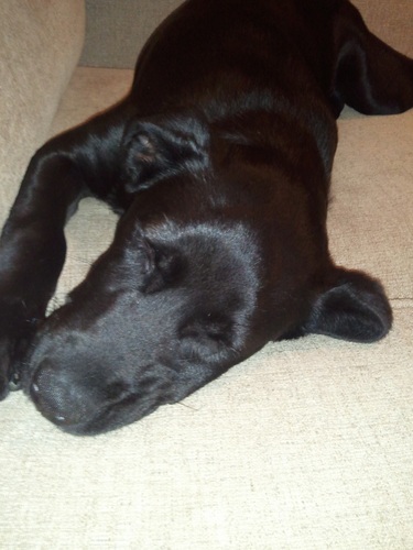 MagnusMacDonald's profile picture. Black Lab/Great Dane mix. Currently 5months and 35 lbs.  @OnePlaner is my dad and his brother @KajanKow.