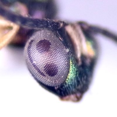 大学院生虫屋．本業はBraconidae．膜翅屋だけど何でも収集している．気ままに採った虫をつぶやく趣味アカ．