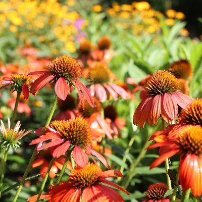 A 125 acre natural sciences living laboratory, public garden, and native plants and trees preserve on JMU's campus open to the public free, 365 days a year.