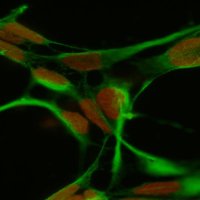 Cellular Medicine, University of St Andrews (@cmed_sta) 's Twitter Profile Photo Cellular Medicine, University of St Andrews (@cmed_sta) 's Twitter Profile Photo