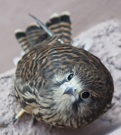 kestrelnews's profile picture. 