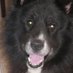 Conall.Saoirse.Blacky (@blackyconall) Twitter profile photo Conall.Saoirse.Blacky (@blackyconall) Twitter profile photo