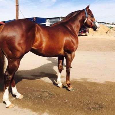 carliros1985's profile picture. 