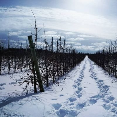 Apple updates from MSU Extension in the Grand Rapids region. Phenology, programs, research, and more.