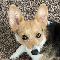 Jeffrey Harmon (@jharmondev) 's Twitter Profile