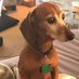 Zelda the Dachshund (@zeldadachshund) Twitter profile photo Zelda the Dachshund (@zeldadachshund) Twitter profile photo