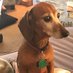 Zelda the Dachshund (@ZeldaDachshund) Twitter profile photo