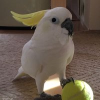タカたか (@quron_tea) Twitter profile photo