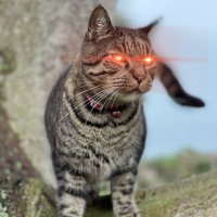 ZCryptoCat (@yellowcatcraze) 's Twitter Profile