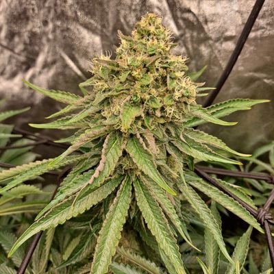 I am an avid cannabis grower and long time smoker
