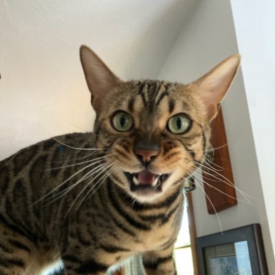 I’m a mischievous Bengal cat that loves to jump and play. I love the outdoors and long walks watching the wildlife, and I love spending time with my family