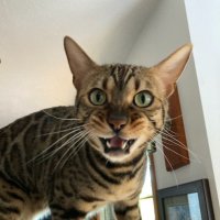 Rajah the Bengal loves Pi🐆(@rajahthebengal) 's Twitter Profile Photo