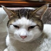 クローバー@茨城県小美玉市で猫を探してます! (@tomato_star__) 's Twitter Profile Photo クローバー@茨城県小美玉市で猫を探してます! (@tomato_star__) 's Twitter Profile Photo