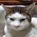 クローバー@茨城県小美玉市で猫を探してます! (@tomato_star__) Twitter profile photo クローバー@茨城県小美玉市で猫を探してます! (@tomato_star__) Twitter profile photo
