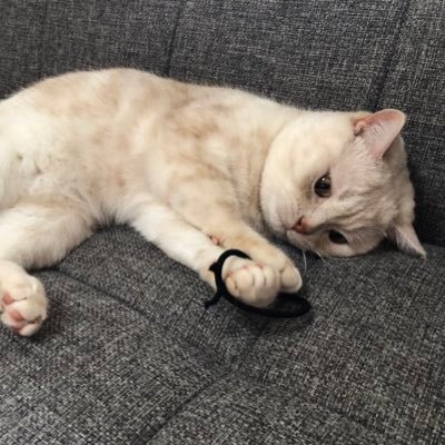 ボクの名前はこだま😸アメショー2018/07/22生まれ、男の子。11/24売れ残りのボクを家族にしてくれました。ボクの妹の名前はしずく😻❤︎模様のある三毛猫。2020/05/25生まれ 。優しいご夫婦に助けられ7/4にボクの家族になりました。 ノロノロ運転中。あ、僕のママとお姉ちゃんは優里が大好きなんだって🧡