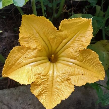 maris_incognita's profile picture. 🌸💮🏵