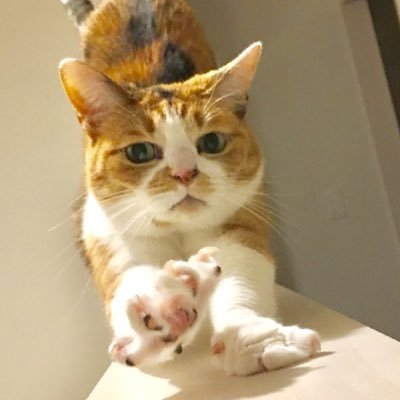三毛猫ちくわ 猫柱 修行中 On Twitter この緊張感久しぶりです 試合見る時 選手の立ち姿から出る気迫び息するの忘れそうになるこの感覚 全日本剣道選手権
