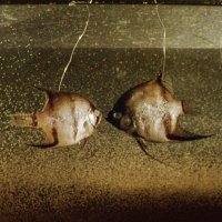 The Peter Greenaway Archive (@archive_peter) 's Twitter Profile