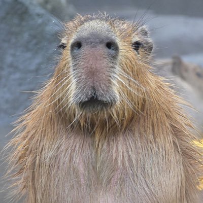水豚さんのプロフィール画像