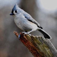 burn itfire (@burnitfire) 's Twitter Profile