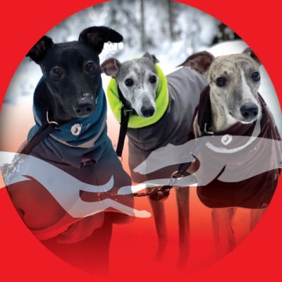 Neljä whippettiä antaa bisnesneuvoja... sihteeri kirjoittaa puhtaaksi. Osta t-paita! Four whippets give business advice ... Buy a t-shirt, do it now!