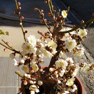 YLjFnJl8GEzFf9t's profile picture. にわかオタクが自由にヲタ活するためのアカウント。好奇心旺盛に色んなものを語る。交換もします。
30↑ ヨンホ/悠太/ロンジュン/ジェミン/ヘンドリーを推してます🥰