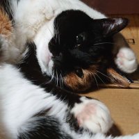 🌈アラカン Ｇ🫶たいやきドラゴン🐉 (@shino88t0t0r088) 's Twitter Profile Photo