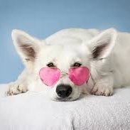 Heartglasses4dogs(@dollznmannakins) 's Twitter Profile Photo