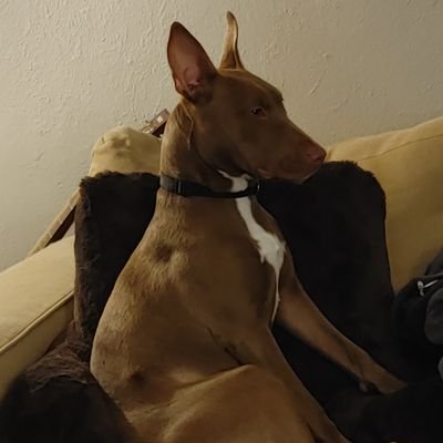 MollyDNVRLife's profile picture. My dog Molly and I are just living life as it comes. #KAG#NoAmnesty

I believe love is the answer, but I own a handgun just in case 
- Sen. Kennedy