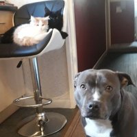 go gingerly ESQ🏴󠁧󠁢󠁷󠁬󠁳󠁿🇬🇧🙏 (@gogingery) 's Twitter Profile