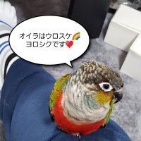 ヒロシ☆(@urosukesan) 's Twitter Profile Photo
