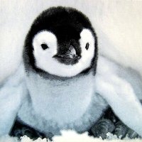 Pingu (@pinguuhc) 's Twitter Profile