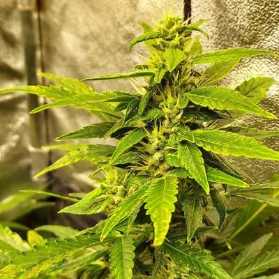 tili on kannabis myönteinen,faktat kohdilleen. Tarkoitus tuoda tietoa ihmisille ja politiikoille