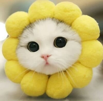 Fahma_Fahd's profile picture. maknyak happy happy