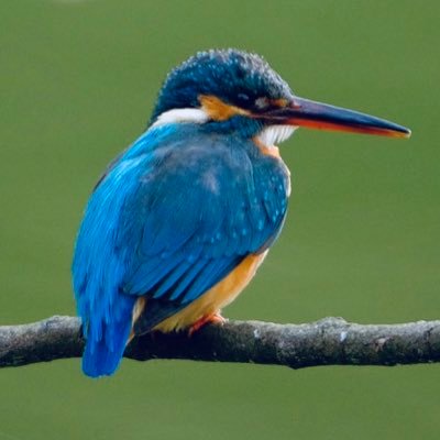 カワセミの色に魅せられて鳥さん撮影を始めました🙃よろしくお願いします