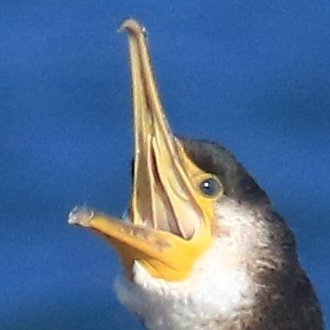 科学イラストレーター。生き物の絵を描いています。鳥全般に興味あり。特に水鳥、海鳥好きです。著書に「新 海鳥ハンドブック(文一総合出版)」「鳥のフィールドサイン観察ガイド(文一総合出版)」「すずめのまる(アリス館)」「つばめのハティハティ(アリス館)」など。「鳥になった恐竜の図鑑(学研)」などに図版を描いてます。