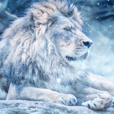 snowboy_m's profile picture. Son of Snow