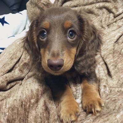 kienainiji_0610's profile picture. クッキー(愛称トサカ)2019年10月1日生まれの女の子です。頭の毛だけ伸びる不思議な特徴があります🤣 オルメル2021年7月22日生まれの男の子です。 ベル2023年6月18日生まれの女の子です。メイ2024年3月5日生まれの女の子です。